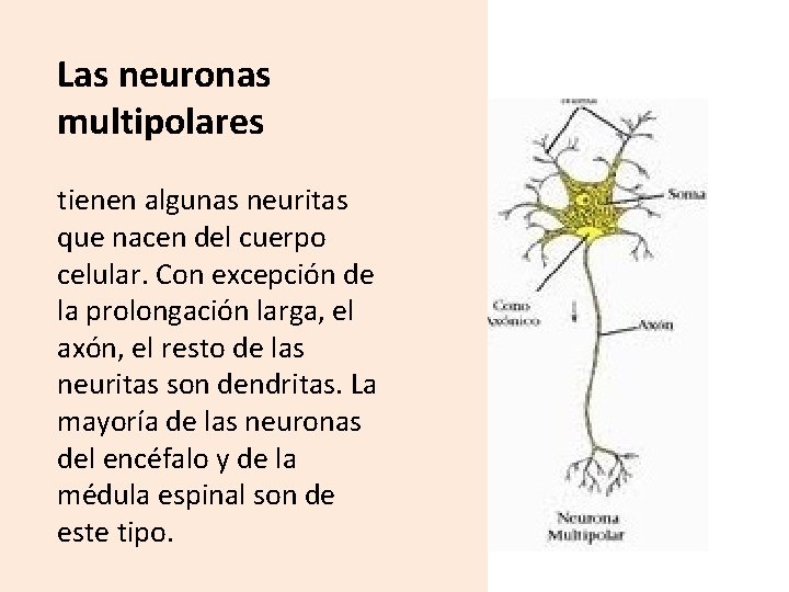 Las neuronas multipolares tienen algunas neuritas que nacen del cuerpo celular. Con excepción de