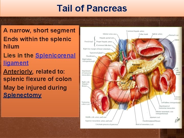 Tail of Pancreas A narrow, short segment Ends within the splenic hilum Lies in