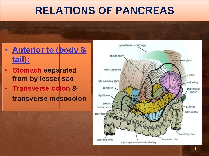 RELATIONS OF PANCREAS • Anterior to (body & tail): • Stomach separated from by