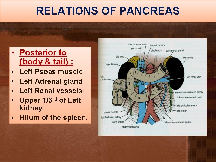 RELATIONS OF PANCREAS • Posterior to (body & tail) : • • Left Psoas