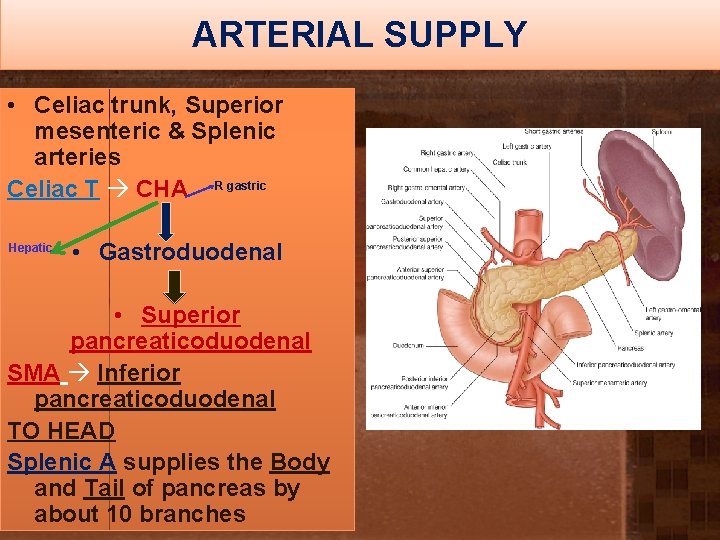 ARTERIAL SUPPLY • Celiac trunk, Superior mesenteric & Splenic arteries Celiac T CHA R