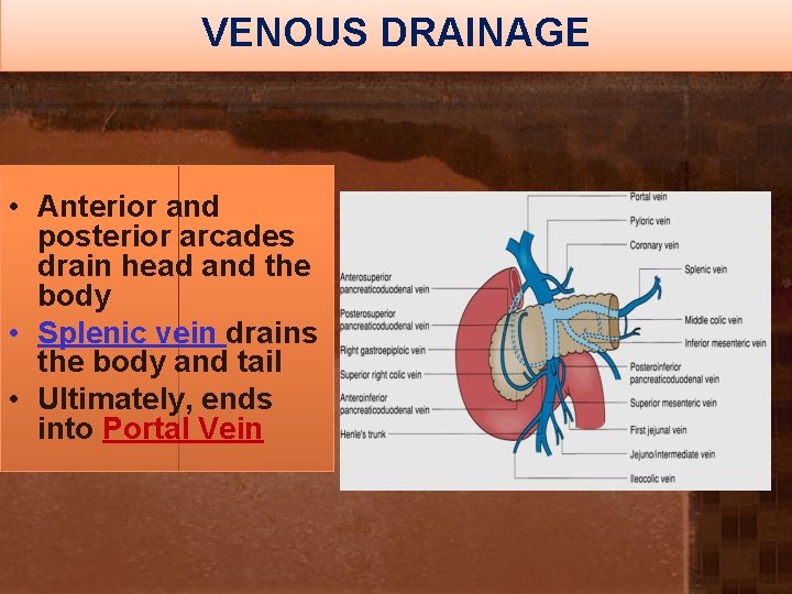 VENOUS DRAINAGE • Anterior and posterior arcades drain head and the body • Splenic