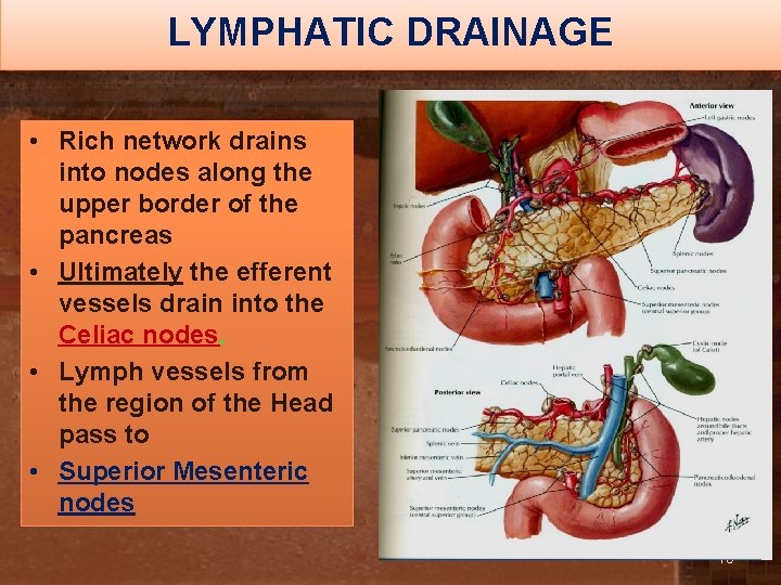 LYMPHATIC DRAINAGE • Rich network drains into nodes along the upper border of the