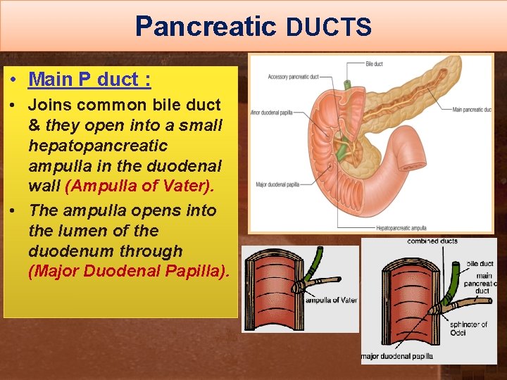 Pancreatic DUCTS • Main P duct : • Joins common bile duct & they