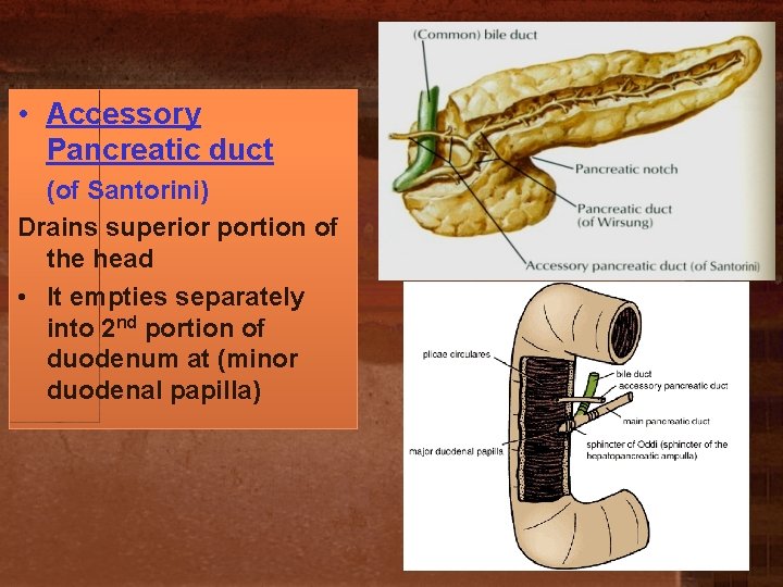  • Accessory Pancreatic duct (of Santorini) Drains superior portion of the head •