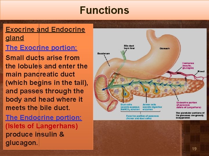 Functions Exocrine and Endocrine gland The Exocrine portion: Small ducts arise from the lobules