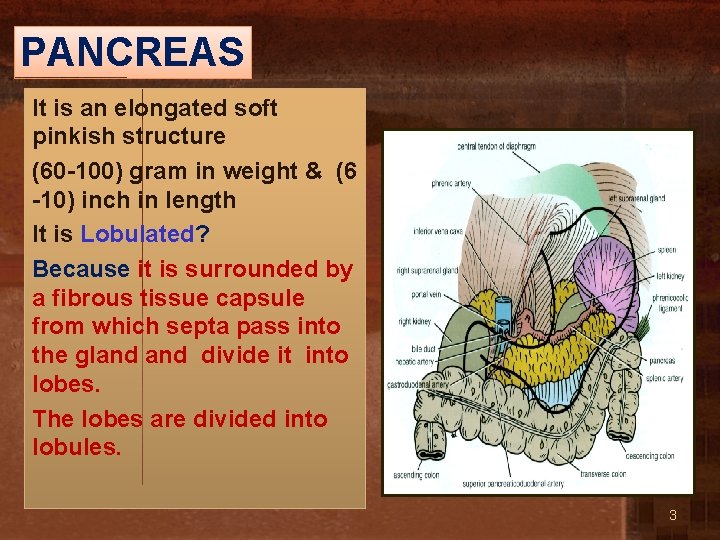 PANCREAS It is an elongated soft pinkish structure (60 -100) gram in weight &