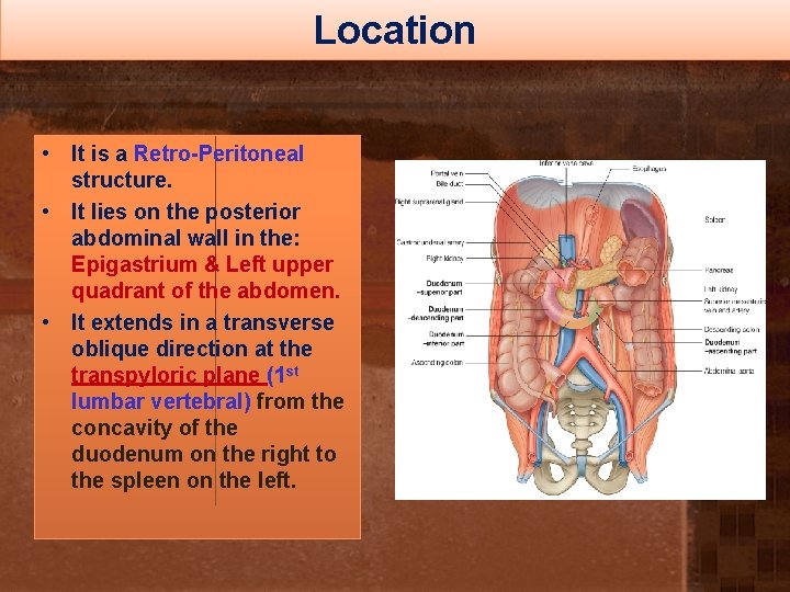 Location • It is a Retro-Peritoneal structure. • It lies on the posterior abdominal