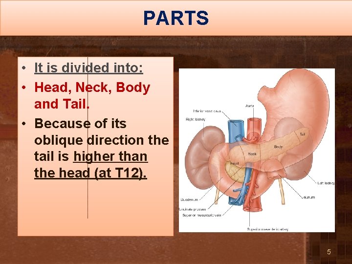 PARTS • It is divided into: • Head, Neck, Body and Tail. • Because