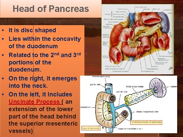 Head of Pancreas • It is disc shaped • Lies within the concavity of