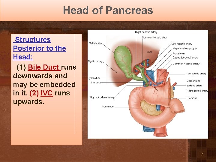 Head of Pancreas Structures Posterior to the Head: (1) Bile Duct runs downwards and