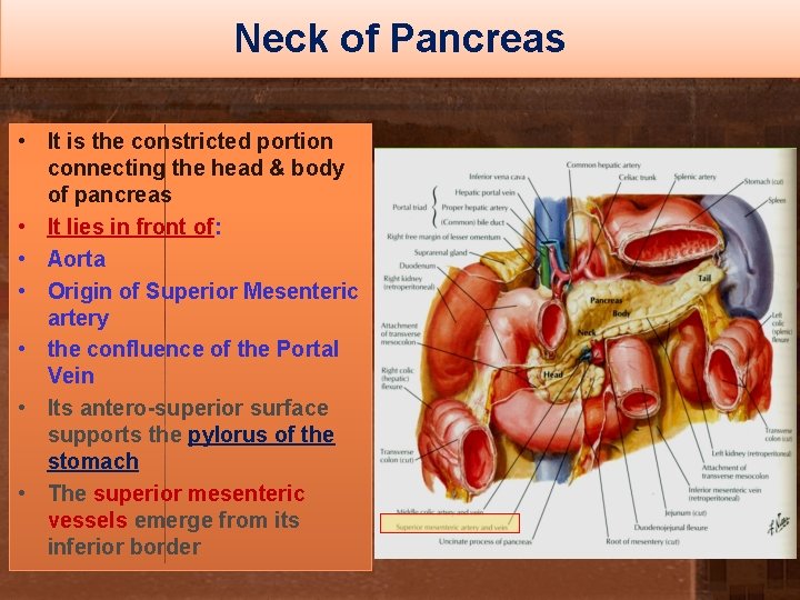 Neck of Pancreas • It is the constricted portion connecting the head & body