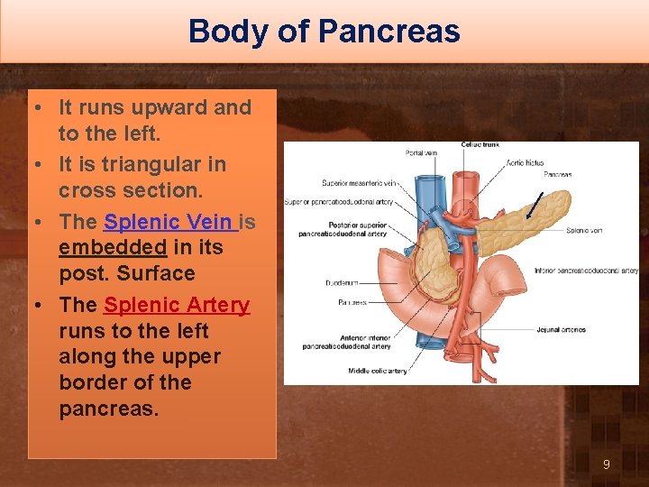 Body of Pancreas • It runs upward and to the left. • It is