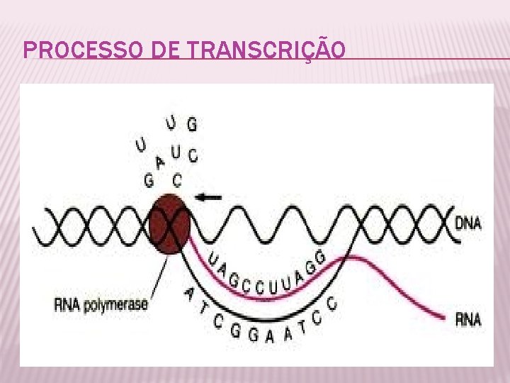 PROCESSO DE TRANSCRIÇÃO 