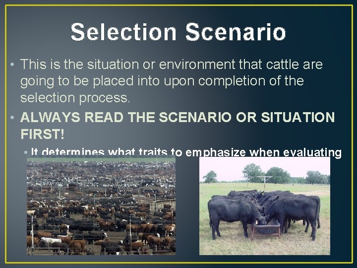 Selection Scenario • This is the situation or environment that cattle are going to