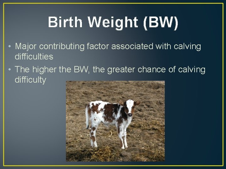 Birth Weight (BW) • Major contributing factor associated with calving difficulties • The higher