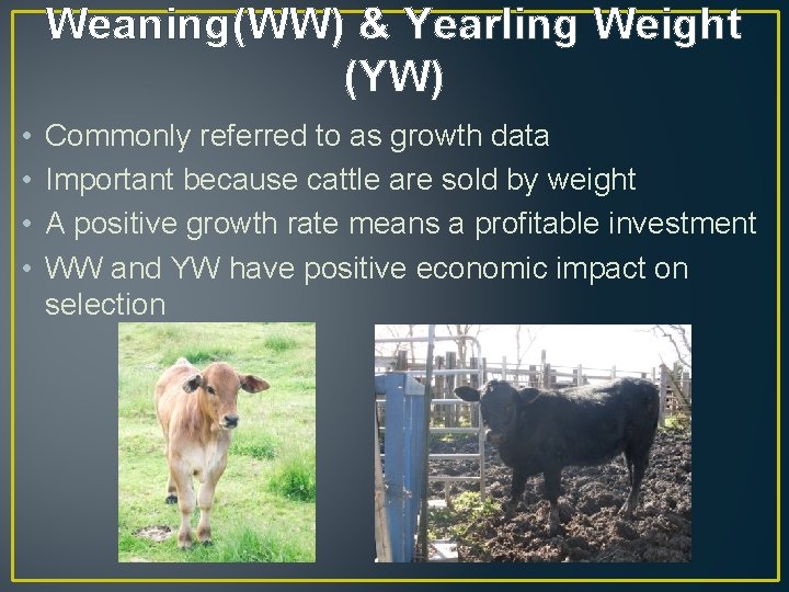 Weaning(WW) & Yearling Weight (YW) • • Commonly referred to as growth data Important