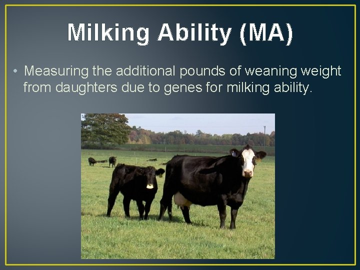 Milking Ability (MA) • Measuring the additional pounds of weaning weight from daughters due