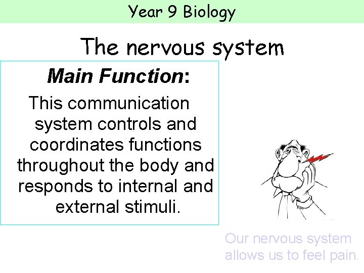 Year 9 Biology The nervous system Main Function: This communication system controls and coordinates