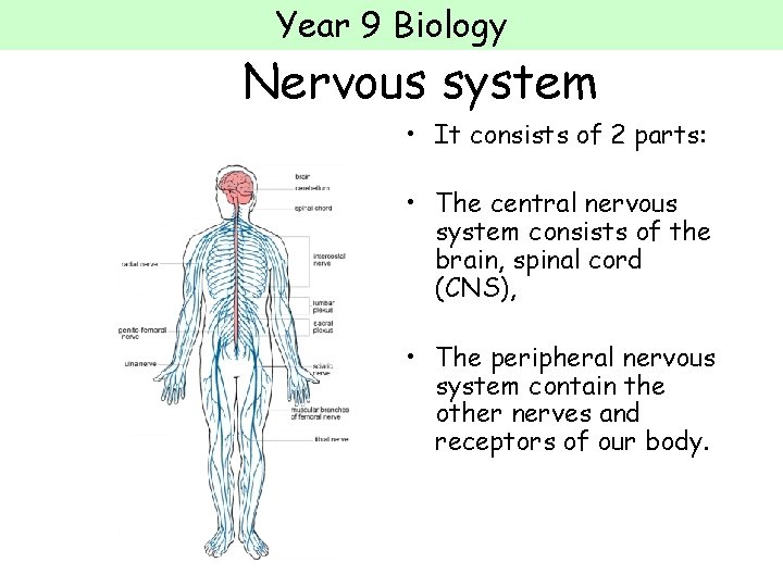 Year 9 Biology Nervous system • It consists of 2 parts: • The central