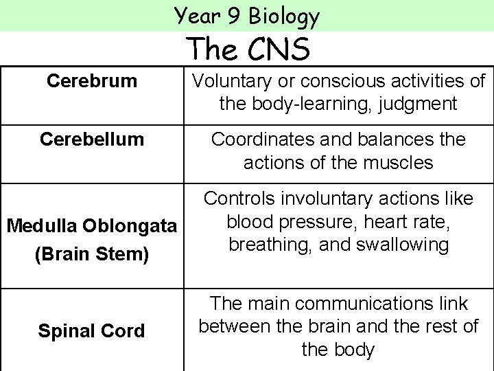 Year 9 Biology The CNS Cerebrum Voluntary or conscious activities of the body-learning, judgment