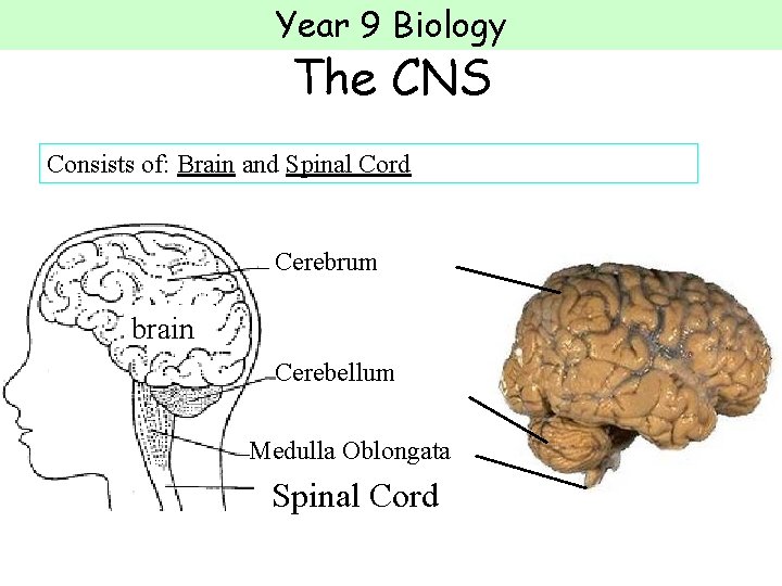 Year 9 Biology The CNS Consists of: Brain and Spinal Cord Cerebrum brain Cerebellum