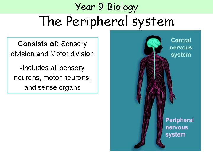 Year 9 Biology The Peripheral system Consists of: Sensory division and Motor division -includes