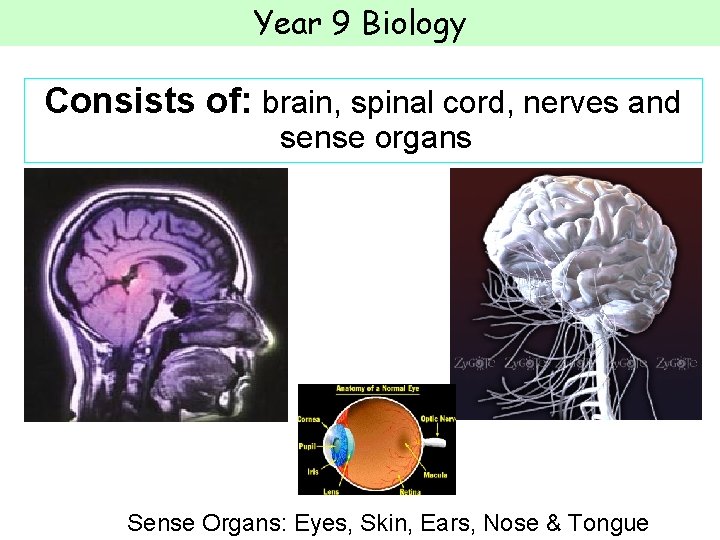 Year 9 Biology Consists of: brain, spinal cord, nerves and sense organs Sense Organs: