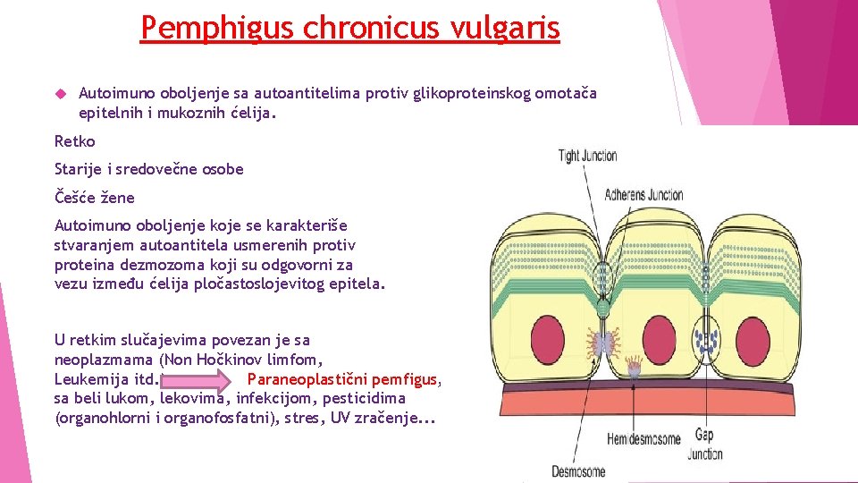 Pemphigus chronicus vulgaris Autoimuno oboljenje sa autoantitelima protiv glikoproteinskog omotača epitelnih i mukoznih ćelija.
