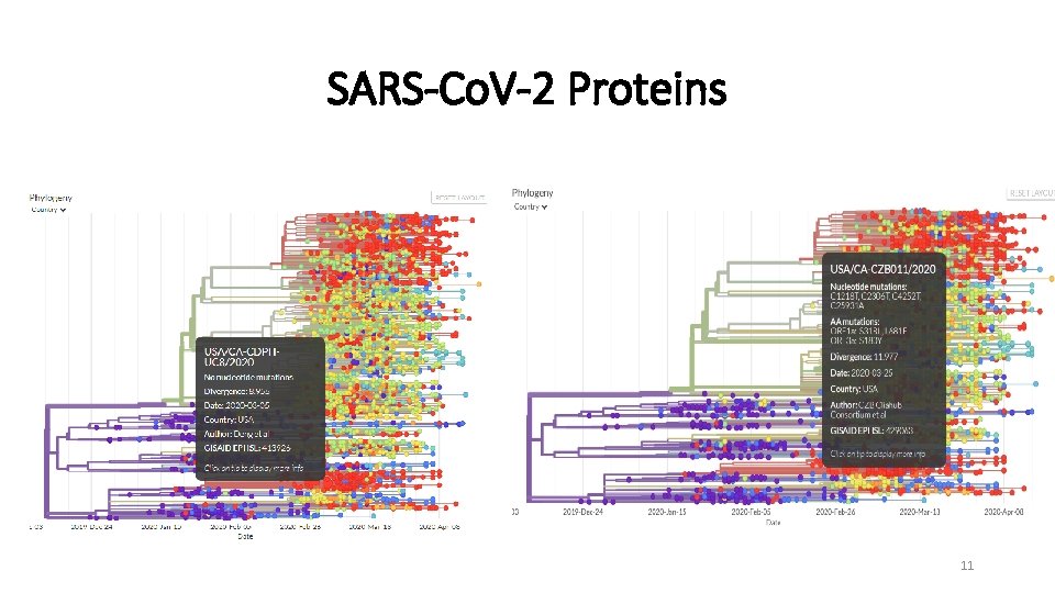 SARS-Co. V-2 Proteins 11 