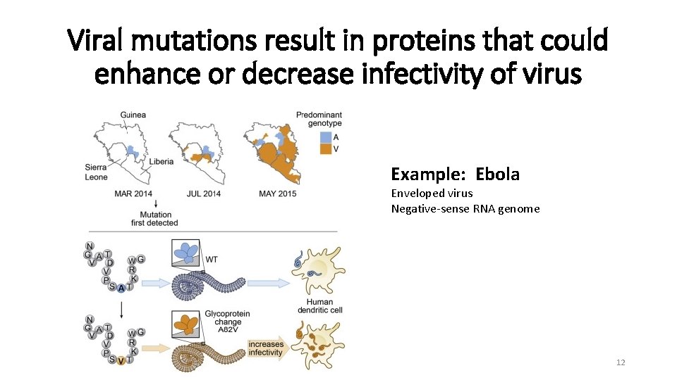 Viral mutations result in proteins that could enhance or decrease infectivity of virus Example: