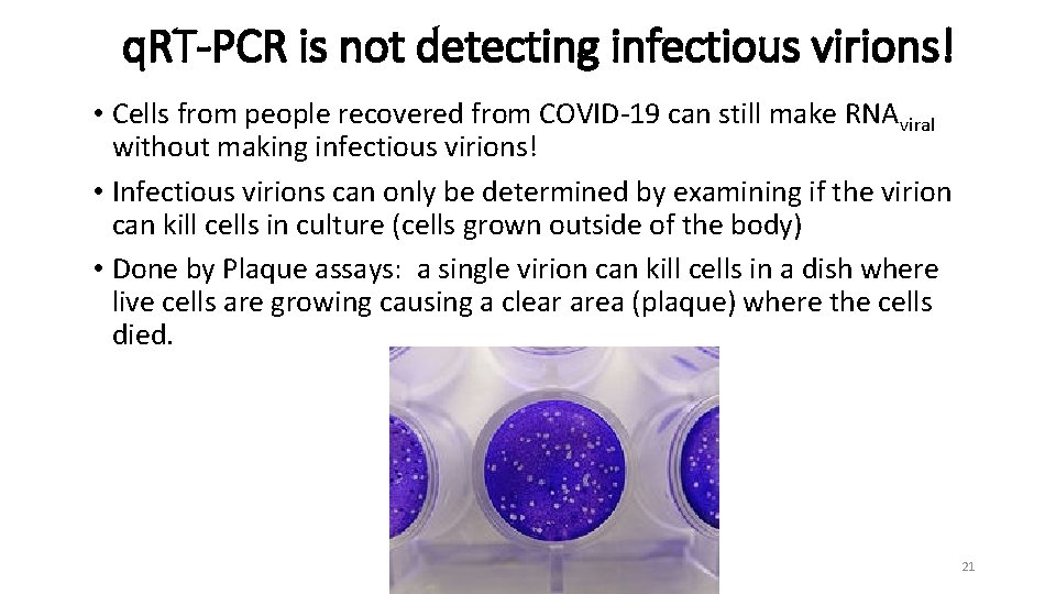 q. RT-PCR is not detecting infectious virions! • Cells from people recovered from COVID-19