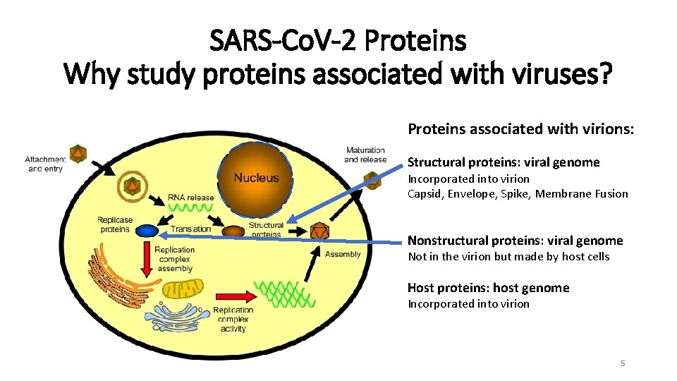 SARS-Co. V-2 Proteins Why study proteins associated with viruses? Proteins associated with virions: Structural