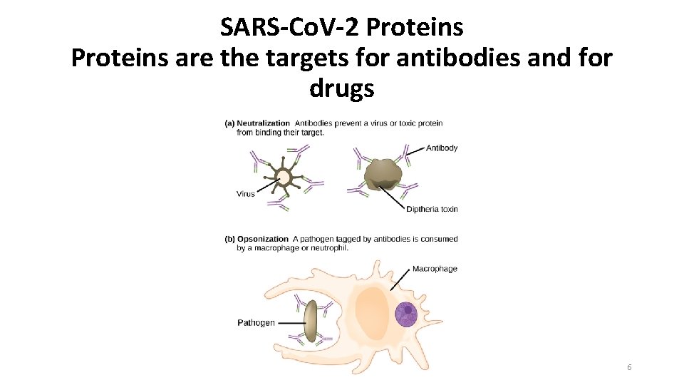 SARS-Co. V-2 Proteins are the targets for antibodies and for drugs 6 