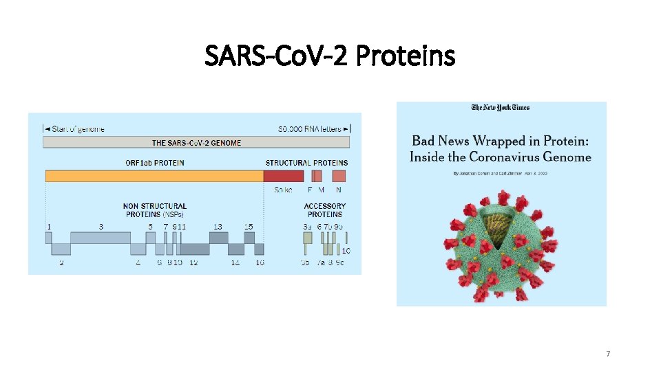 SARS-Co. V-2 Proteins 7 