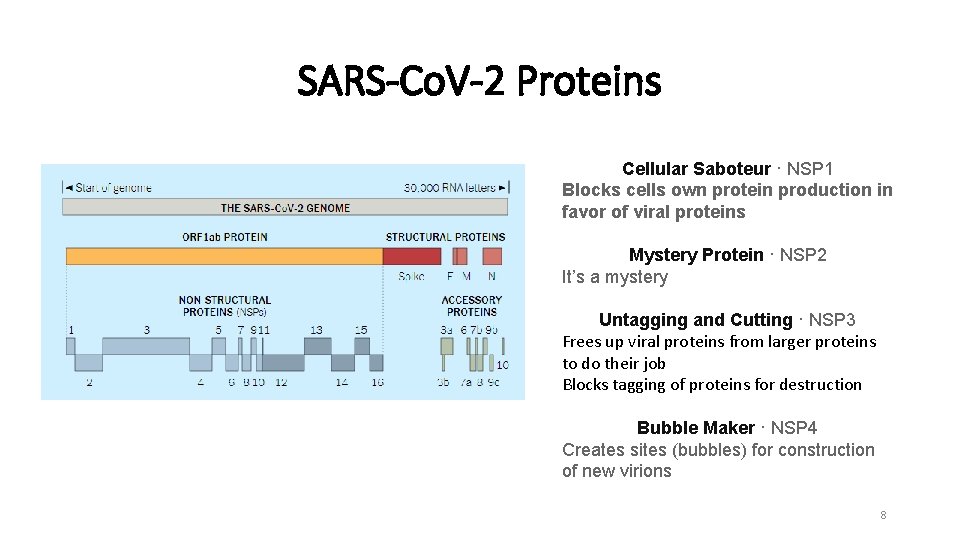 SARS-Co. V-2 Proteins Cellular Saboteur · NSP 1 Blocks cells own protein production in