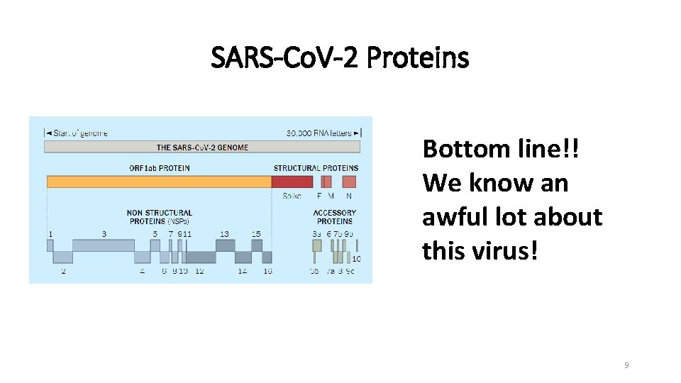 SARS-Co. V-2 Proteins Bottom line!! We know an awful lot about this virus! 9