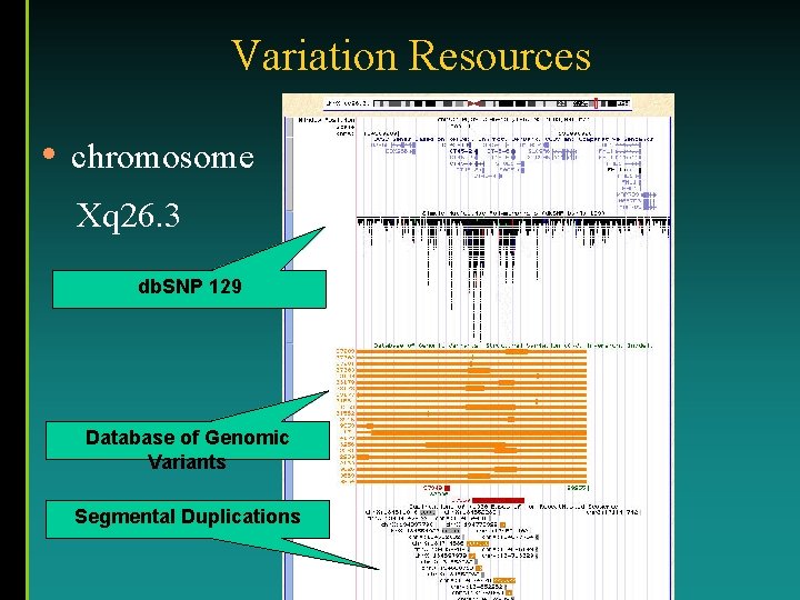 Variation Resources • chromosome Xq 26. 3 db. SNP 129 Database of Genomic Variants