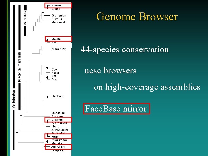 Genome Browser 44 -species conservation ucsc browsers on high-coverage assemblies Face. Base mirror 