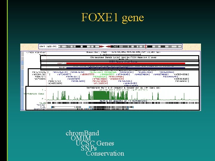 FOXE 1 gene chrom. Band OMIM UCSC Genes SNPs Conservation 