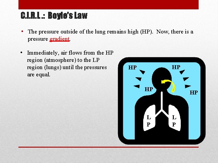 C. I. R. L. : Boyle’s Law • The pressure outside of the lung