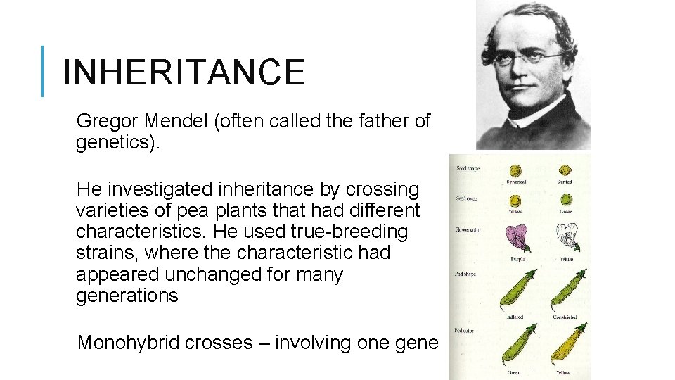 INHERITANCE Gregor Mendel (often called the father of genetics). He investigated inheritance by crossing