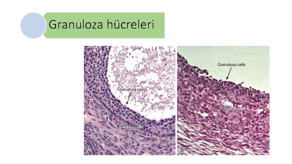 Granuloza hücreleri 
