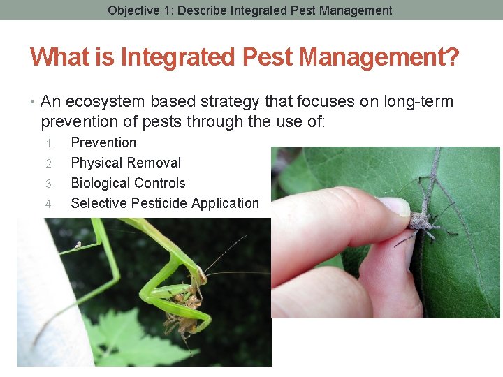 Objective 1: Describe Integrated Pest Management What is Integrated Pest Management? • An ecosystem