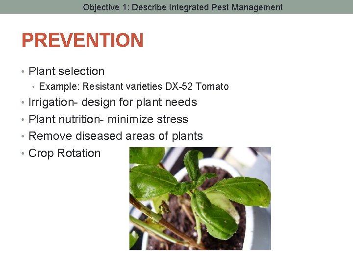 Objective 1: Describe Integrated Pest Management PREVENTION • Plant selection • Example: Resistant varieties