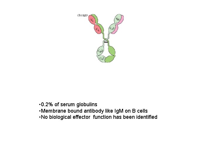  • 0. 2% of serum globulins • Membrane bound antibody like Ig. M