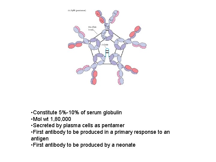  • Constitute 5%-10% of serum globulin • Mol wt 1, 80, 000 •