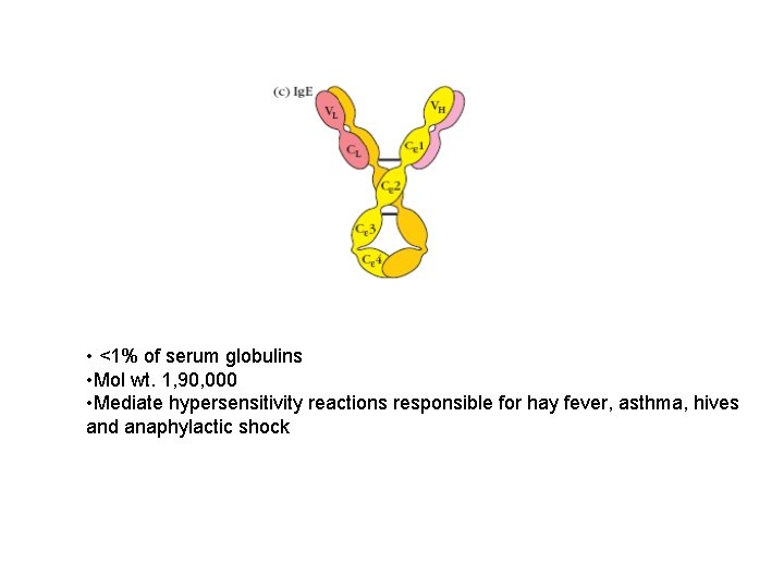  • <1% of serum globulins • Mol wt. 1, 90, 000 • Mediate