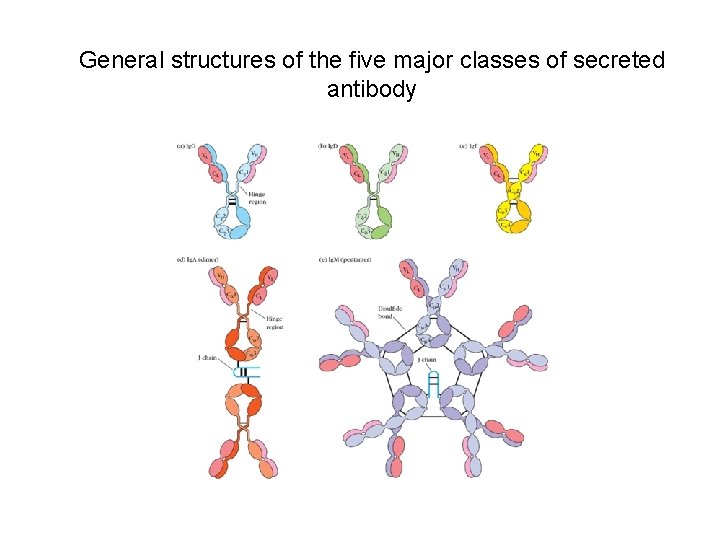 General structures of the five major classes of secreted antibody 