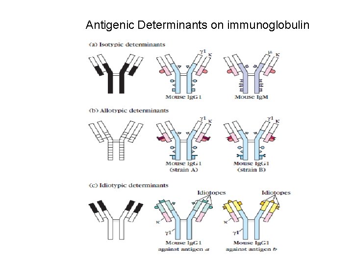 Antigenic Determinants on immunoglobulin 